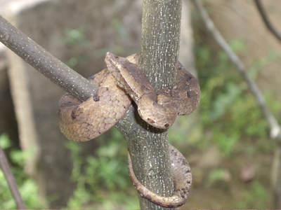 Snake 05.jpg [128 Kb]